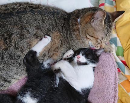 一緒にお休みzzz 一緒にお休みzzz キジトラ,ペット,動物の写真素材