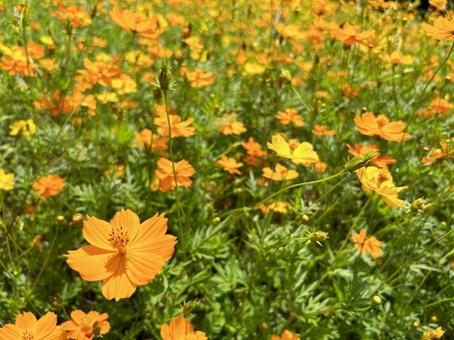 A cluster of yellow cosmos basking in the sun, JPG A cluster of yellow cosmos basking in the sun, JPG