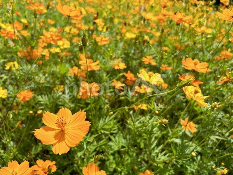 日を浴びるキバナコスモスの群生 キバナコスモス,花,フラワーの写真素材