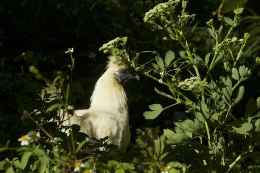 茂みに潜む烏骨鶏 茂みに潜む烏骨鶏の写真