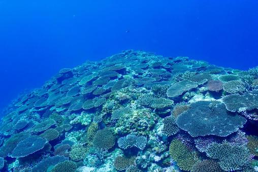 沖縄・西表島 青い海と珊瑚礁 沖縄・西表島 青い海と珊瑚礁 スキューバダイビング,ダイビング,珊瑚礁の写真素材