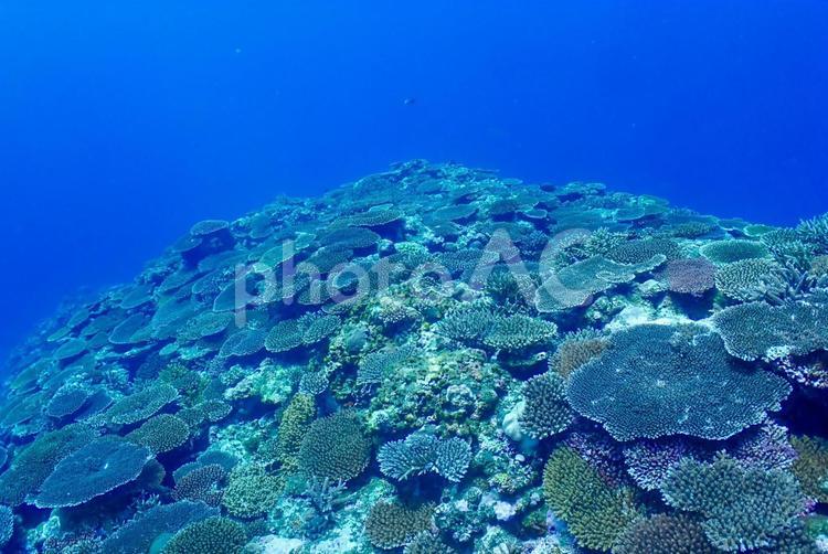 沖縄・西表島　青い海と珊瑚礁 スキューバダイビング,ダイビング,珊瑚礁の写真素材