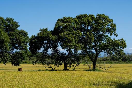 秋晴れの田園に立つ木々 秋晴れの田園に立つ木々 田園,稲穂,稲の写真素材