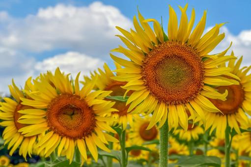 ヒマワリの花 ヒマワリの花 ひまわり,ひまわり畑,アウトドアの写真素材