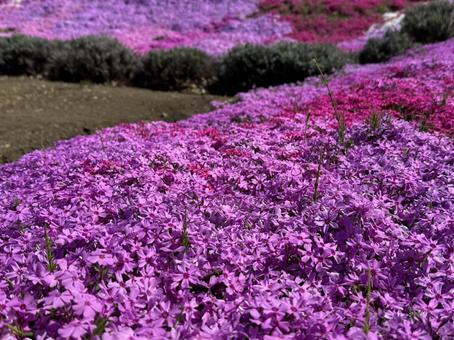 芝桜 芝桜,シバザクラ,花の写真素材