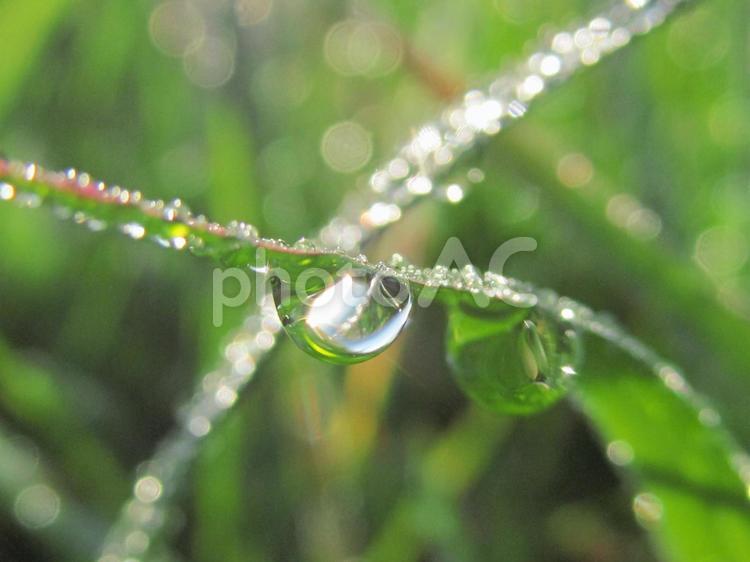 水滴と緑葉と朝の光Water drops 水滴,すいてき,waterの写真素材