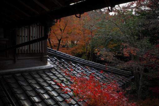 古民家と紅葉 古民家と紅葉の写真