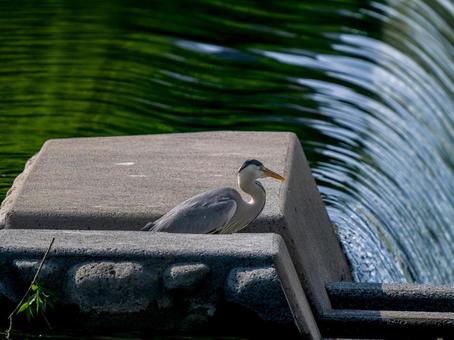 水辺のアオサギ 水辺のアオサギの写真