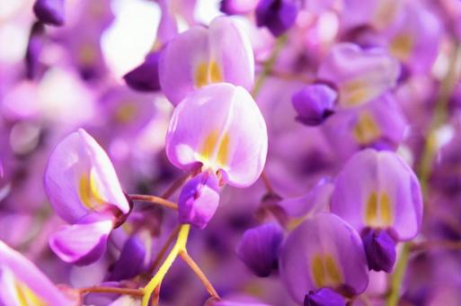 藤の花 藤の花の写真