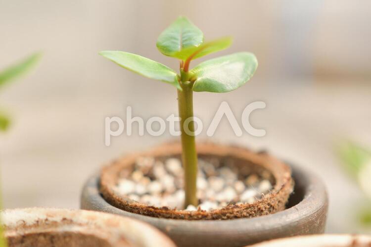 植物　プルメリアの苗③ 植物,プルメリア,アップの写真素材