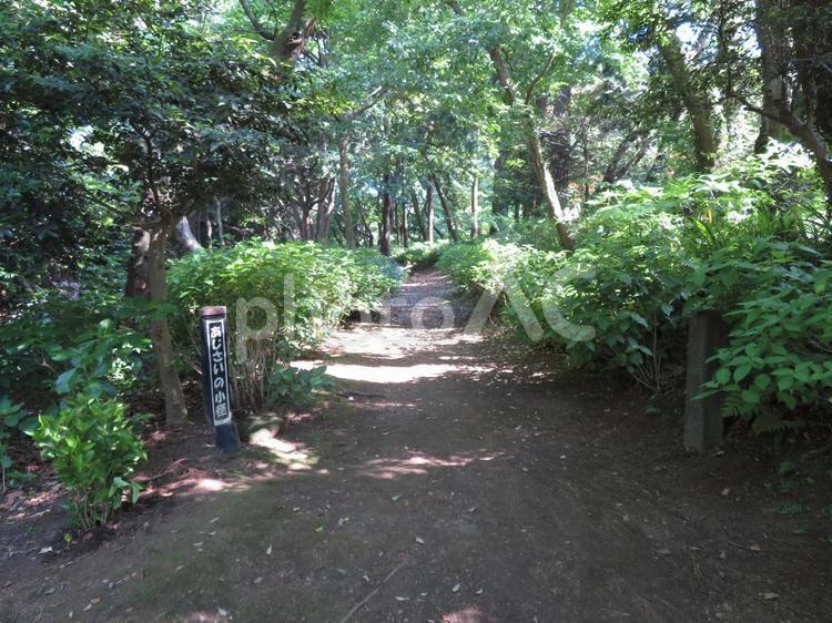 ５月下旬・源氏山公園あじさいの小径 道,自然,公園の写真素材