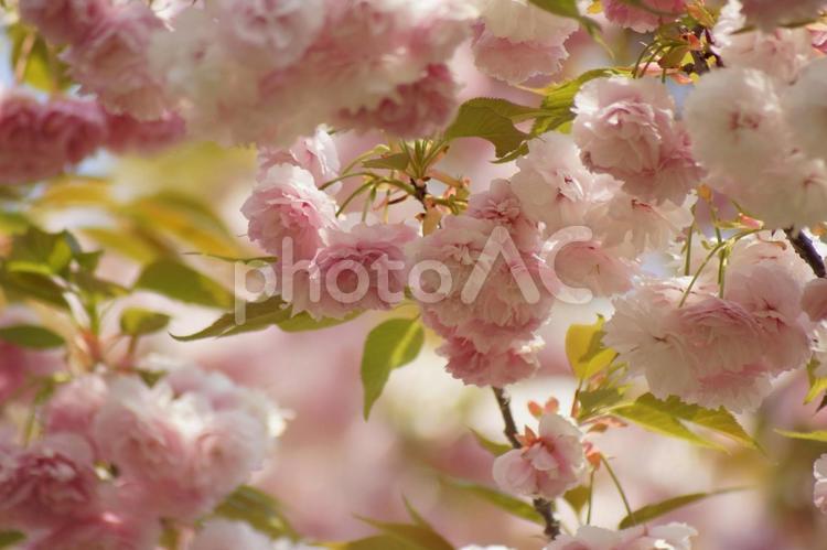 華やかな八重桜２４－６ 桜,八重桜,さくらの写真素材