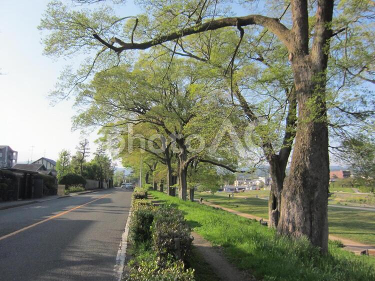 京都、鴨川べりの風景 車道,京都の写真素材