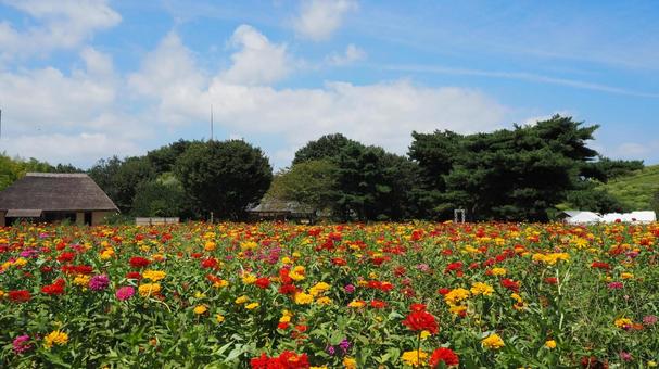 ひたち海浜公園・初秋のジニアの花&古民家 ひたち海浜公園・初秋のジニアの花&古民家の写真