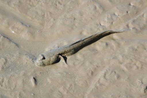 佐賀 芦刈町 ムツゴロウ2の写真