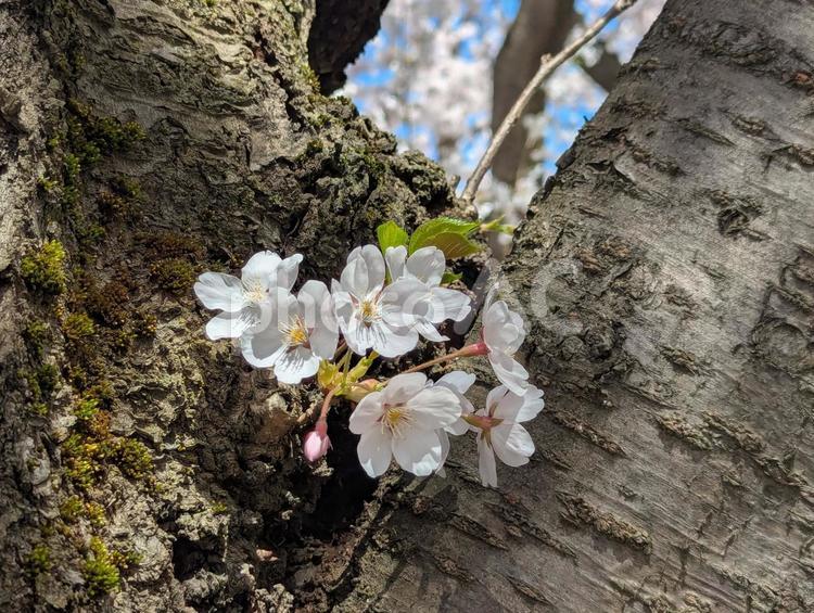 弘前の桜　０７ 弘前,桜,背景の写真素材