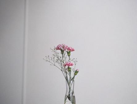 カーネーション カーネーションの写真