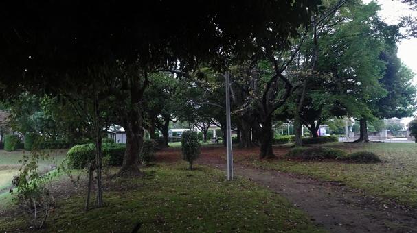 森林公園 森林公園の写真