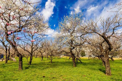 偕楽園公園　満開の梅園 偕楽園,花,梅の写真素材
