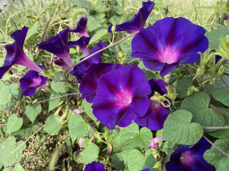 あさがおの写真