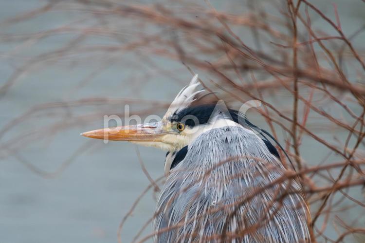 枝越しに見つめるアオサギの横顔 アオサギ,鳥,野鳥の写真素材