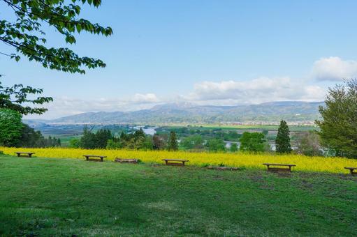 250503飯山市菜の花公園 長野県,飯山市,菜の花公園の写真素材