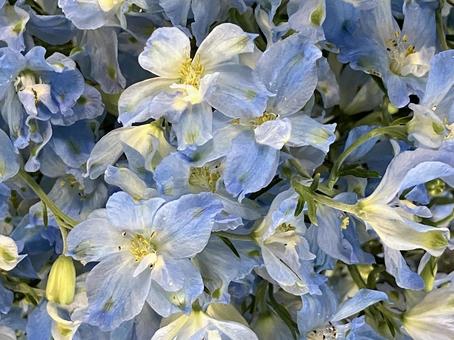 花(ブルースター) 花(ブルースター)の写真