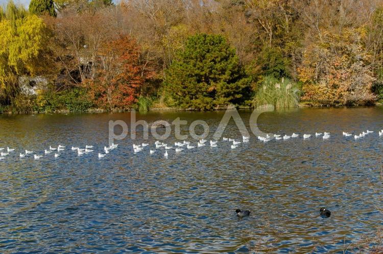 湖に浮かぶユリカモメの群れ ユリカモメ,湖,水鳥の写真素材