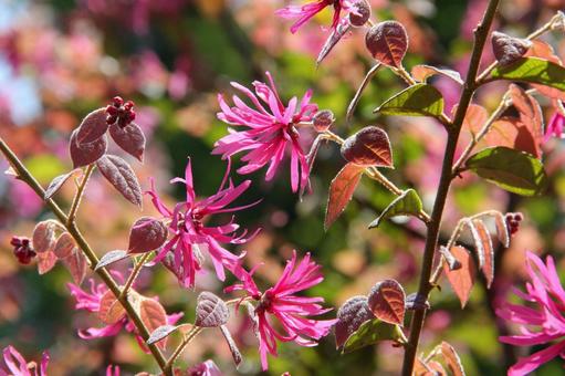 アカバナトキワマンサク　咲く風景 アカバナトキワマンサク,花木,美しいの写真素材