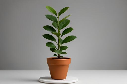 素焼き鉢の観葉植物 素焼き鉢の観葉植物の写真