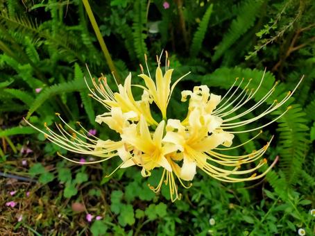 花 花 福岡,大濠公園,花の写真素材