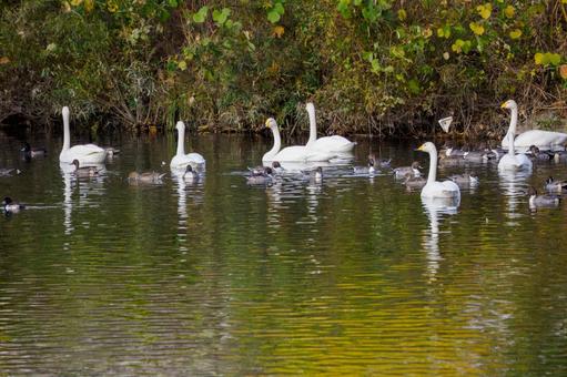 ハクチョウとオナガガモ⑴ 鳥,ハクチョウ,オナガガモの写真素材