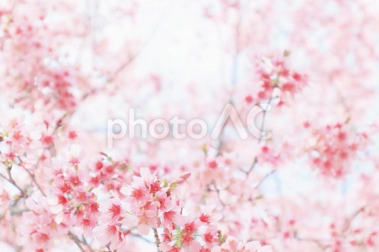 春のピンクの満開の桜の花 桜,春,花の写真素材