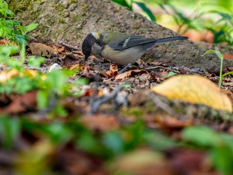 地面を歩くシジュウカラの写真