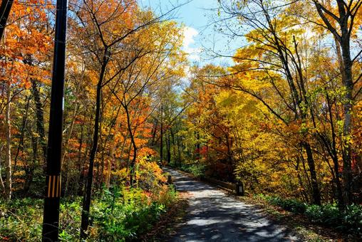 紅葉の中を走る一本道 紅葉,橋,道の写真素材
