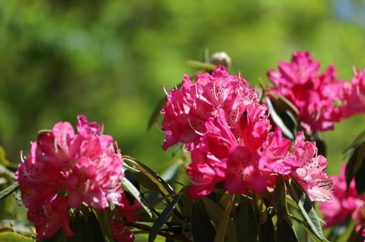 赤い春の花 赤い春の花の写真