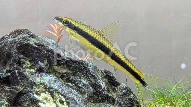 サイアミーズフライングフォックス　成魚 魚,熱帯魚,淡水の写真素材