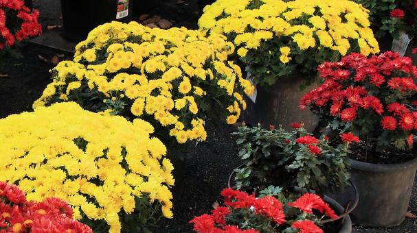 楽寿園の菊まつりにて 菊,秋,花の写真素材