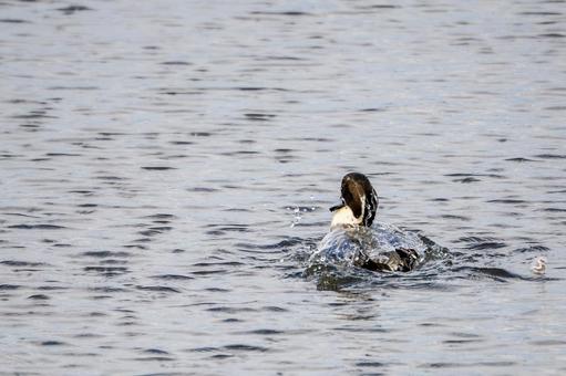 オナガガモ⑹の写真