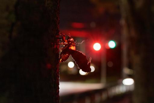 夜中に羽化している蝉のシルエット 夜中に羽化している蝉のシルエット 夜中,シルエット,光の写真素材