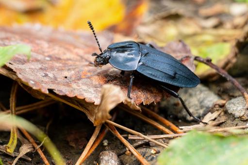 オオヒラタシデムシ⑵ オオヒラタシデムシ⑵の写真