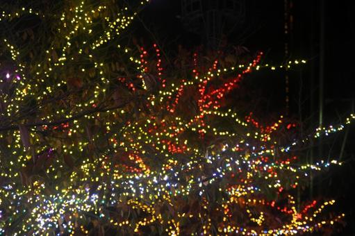 木のカラフルなイルミネーション イルミネーション,カラフル,ledの写真素材