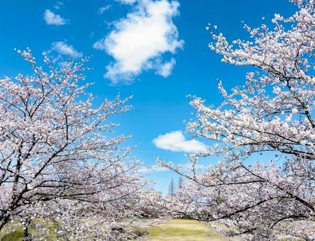cherry blossoms, JPG cherry blossoms, JPG