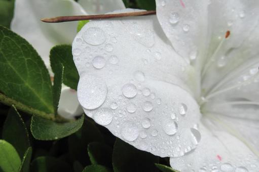 雨上がりの水滴が残る白いツツジの花 雨上がりの水滴が残る白いツツジの花 ツツジ,花,植物の写真素材