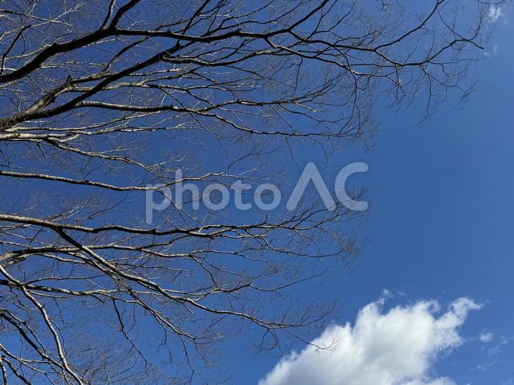 青空と木の枝 木,枝,空の写真素材