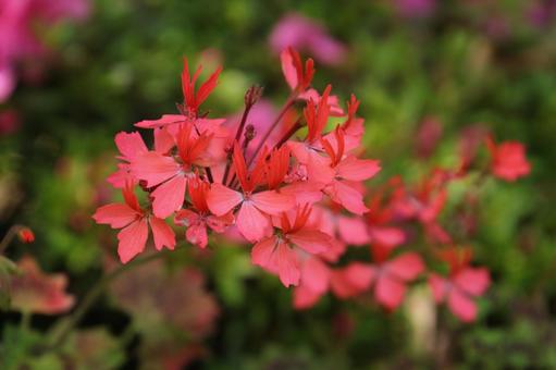 geranium, JPG