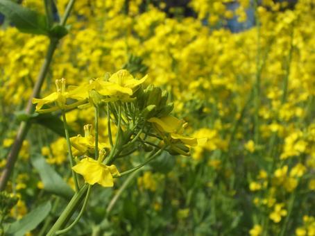 菜の花 これから咲こうとする可愛い蕾 菜の花 これから咲こうとする可愛い蕾の写真