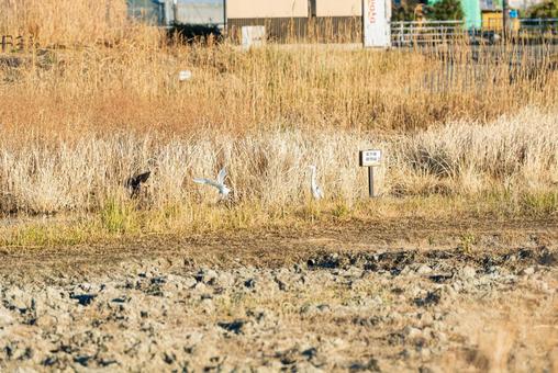 れんこん畑に集まる水鳥たち アオサギ,チュウサギ,コサギの写真素材