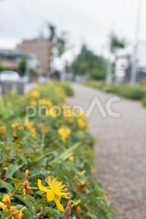 雨の日の植物　オトギリソウ　歩道２ 雨,梅雨,植物の写真素材