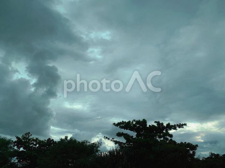 曇り空の下の木々 空,曇り,木の写真素材